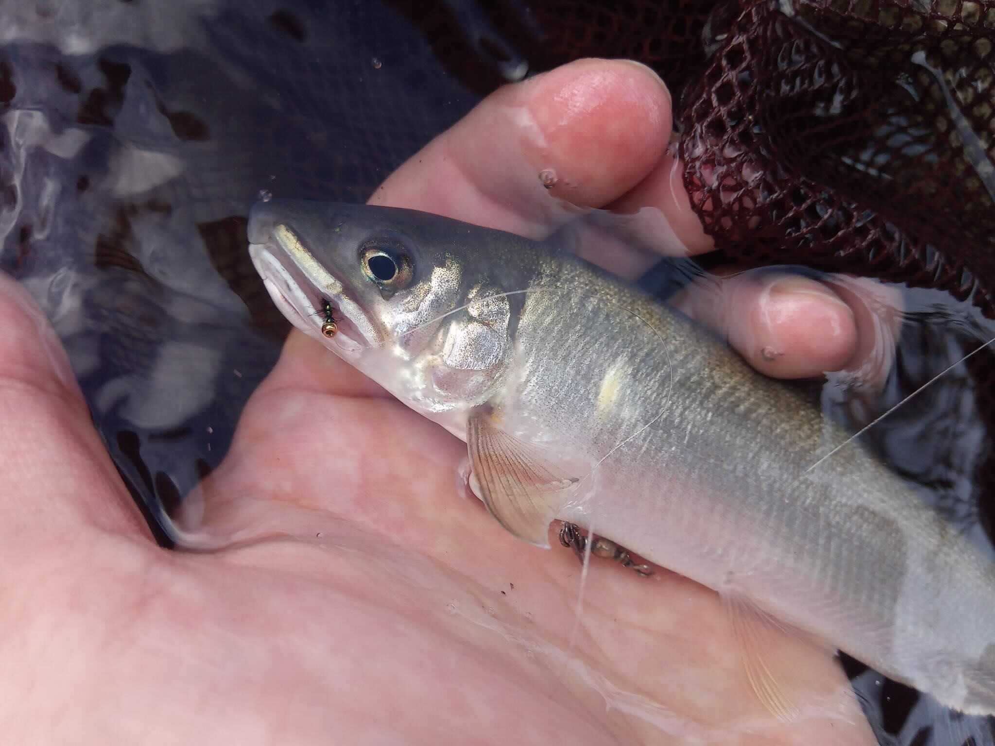 アユ毛バリ釣り体験教室